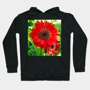 Giant Red Gerber Daisy Flower in the Garden Hoodie